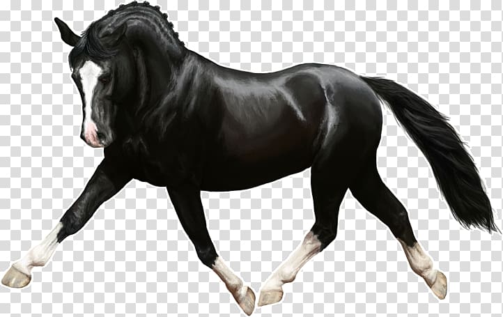 Mane Pony Rein Mustang Stallion, mustang transparent background PNG ...