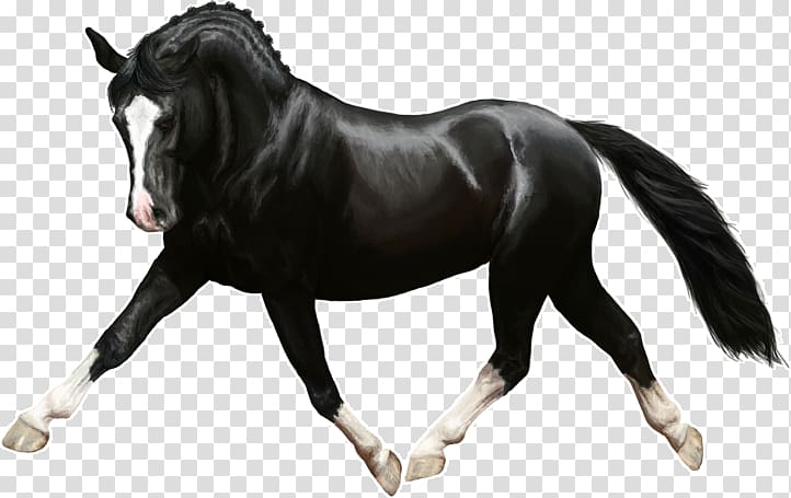 Mane Pony Rein Mustang Stallion, mustang transparent background PNG clipart