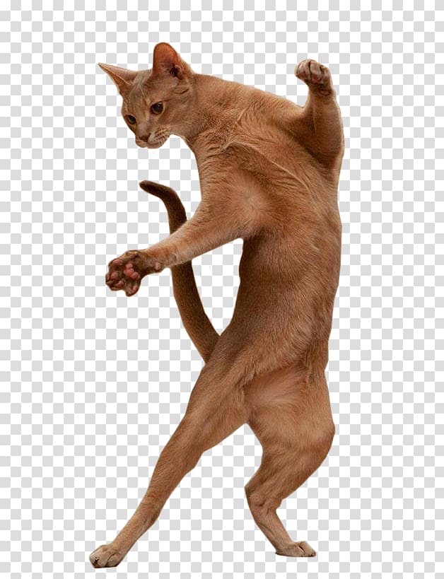 Burmese cat Dance Portable Network Graphics GIF, dancing animals transparent background PNG clipart