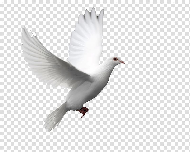 Columbidae Doves as symbols Release dove Bird Squab, raffle transparent background PNG clipart