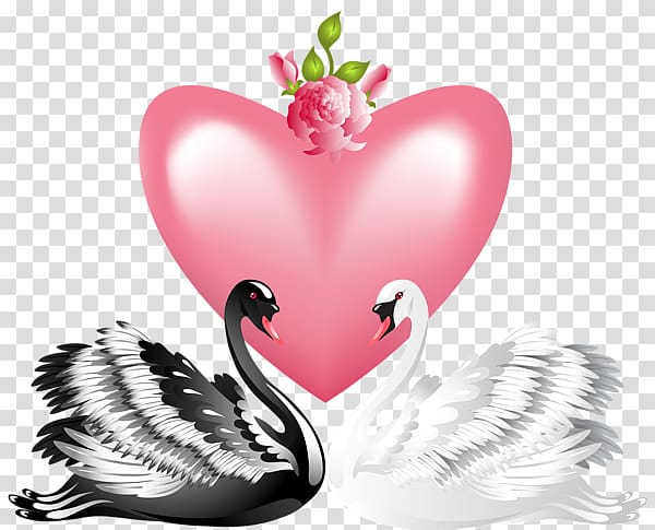 Mute swan , swans transparent background PNG clipart