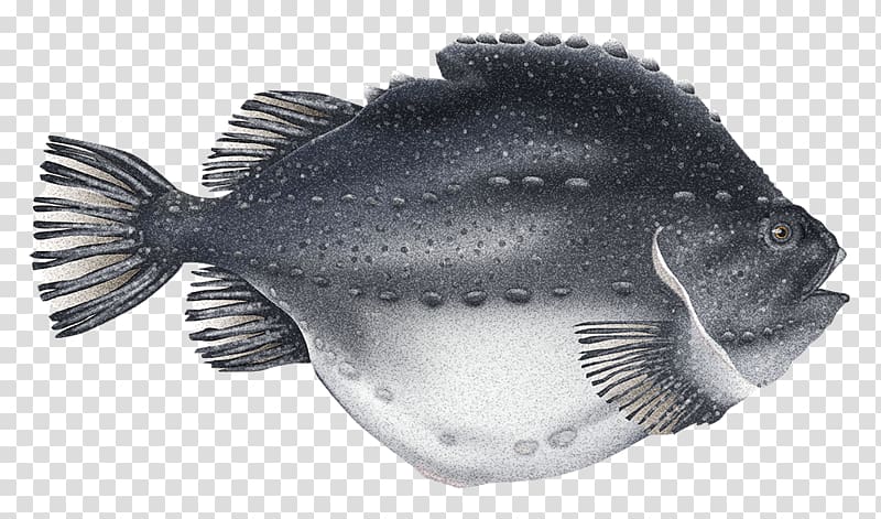 Cyclopterus lumpus Roe Caviar Cod Atlantic halibut, gadus morhua transparent background PNG clipart