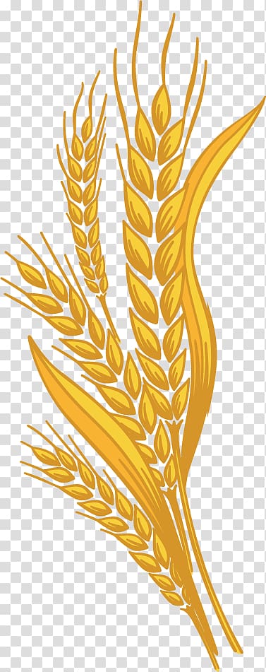 Wheat transparent background PNG clipart