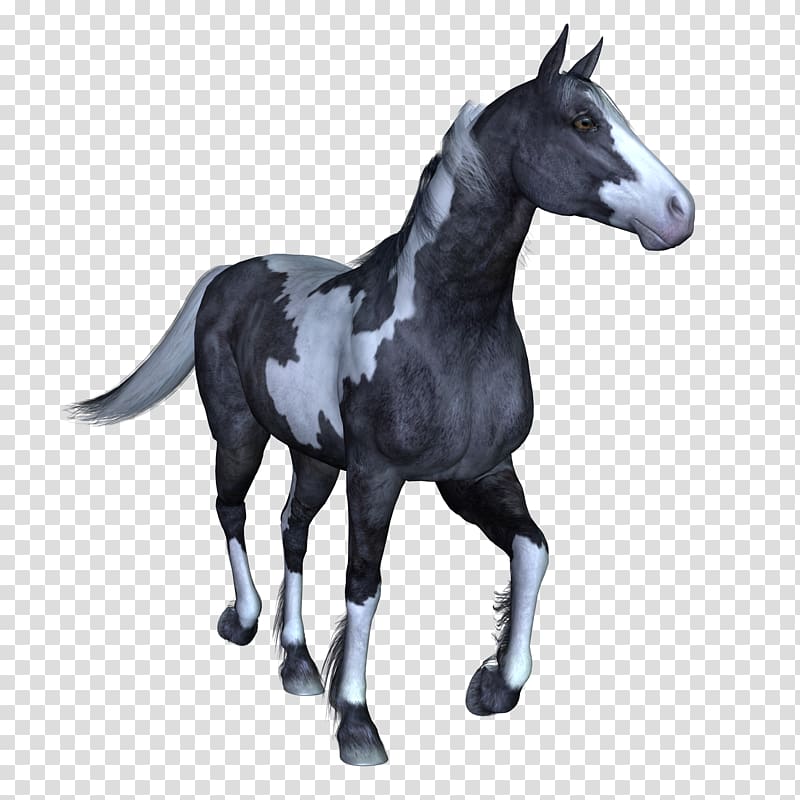 Mustang Arabian horse Stallion Colt Mare, horse transparent background PNG clipart