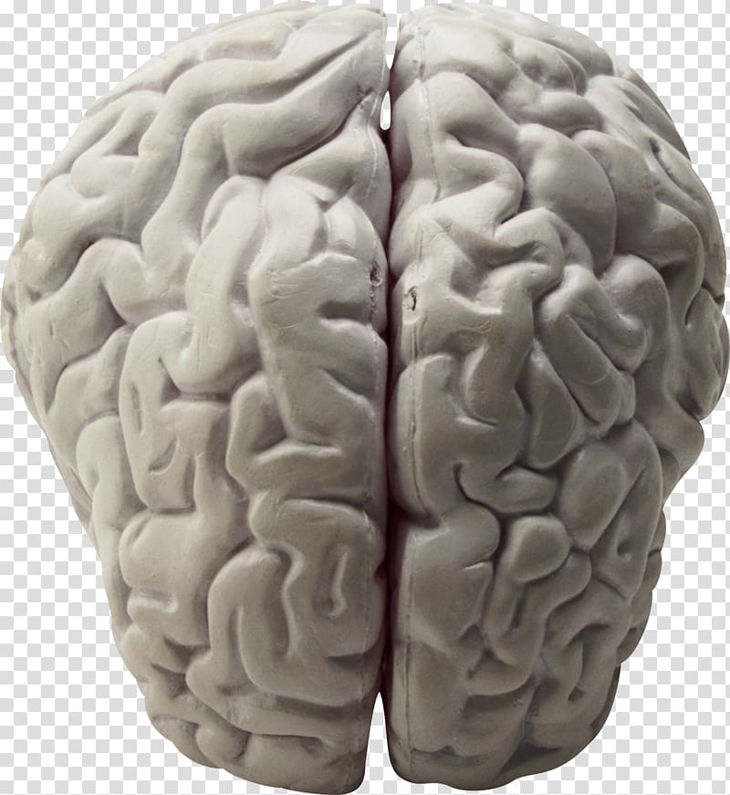 Brain Research Neuroscience Biology Working memory, on the brain transparent background PNG clipart