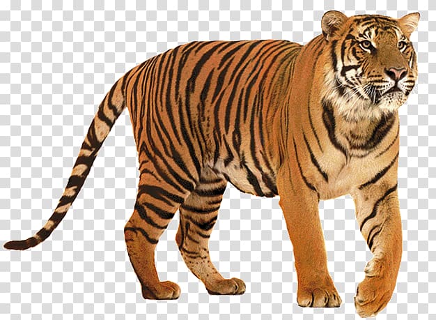 Lion Felidae Siberian Tiger Big cat, tigre transparent background PNG clipart
