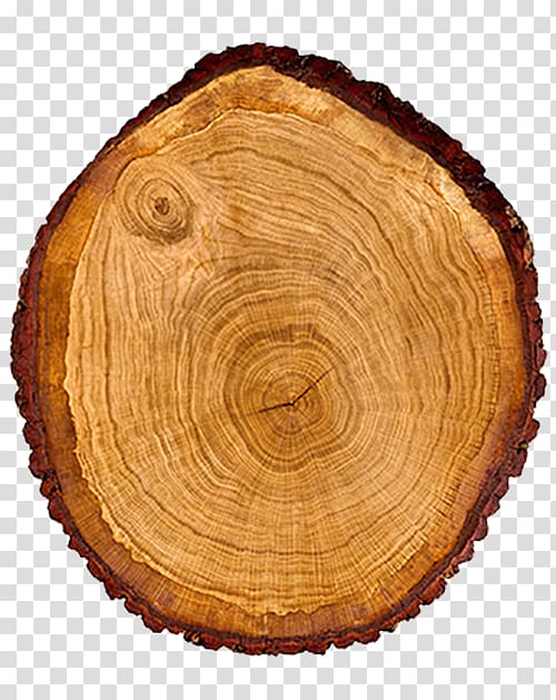 round brown log, Tree Wood Trunk Cross section Dendrochronology, Oak tree trunk transparent background PNG clipart