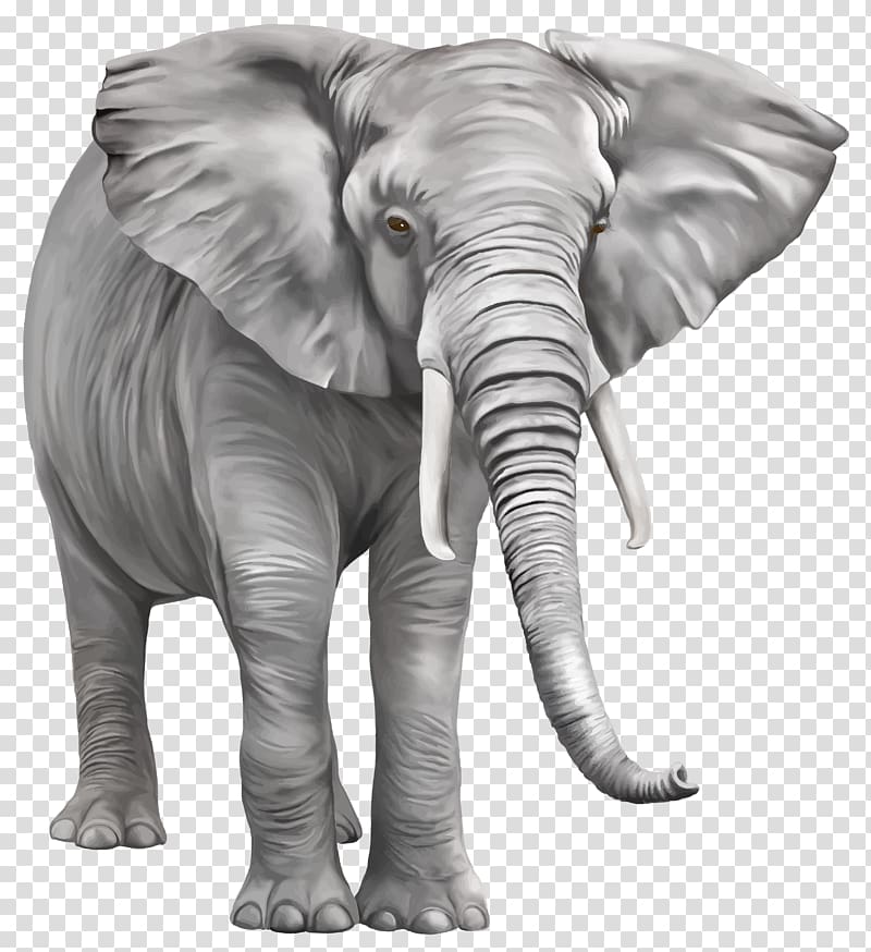 gray elephant illustration, Indian elephant , Elephant Free transparent background PNG clipart