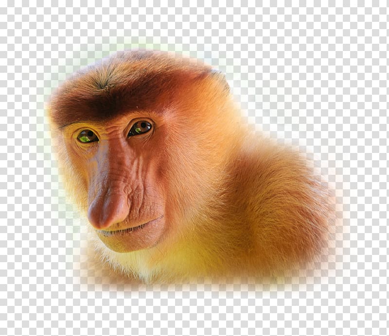 Proboscis monkey Javan surili Javan lutung, monkey transparent background PNG clipart