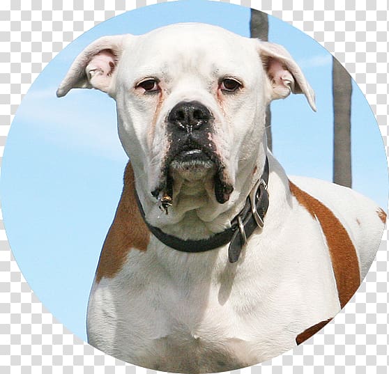 American Bulldog Valley Bulldog Olde English Bulldogge American Pit Bull Terrier, actor transparent background PNG clipart