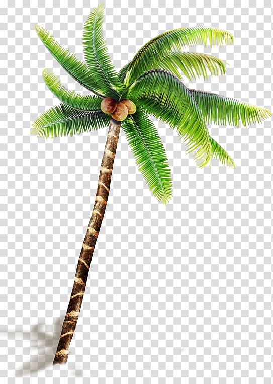 Coconut , Coconut tree pattern transparent background PNG clipart