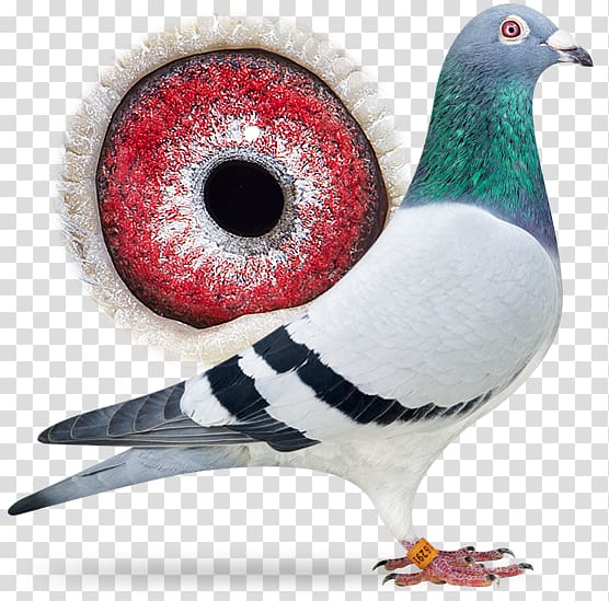 Columbidae Racing Homer Homing pigeon Pigeon racing Pigeon keeping, Sangers Pigeons Bv transparent background PNG clipart