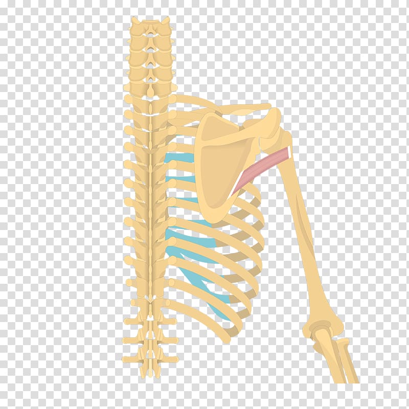 Latissimus dorsi muscle Teres minor muscle Origin and Insertion Teres major muscle Supraspinatus muscle, Caesio Teres transparent background PNG clipart