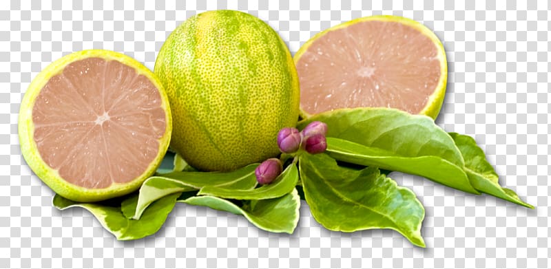 Santa Paula Variegated pink lemon Lemonade Limoneira, lemon transparent background PNG clipart