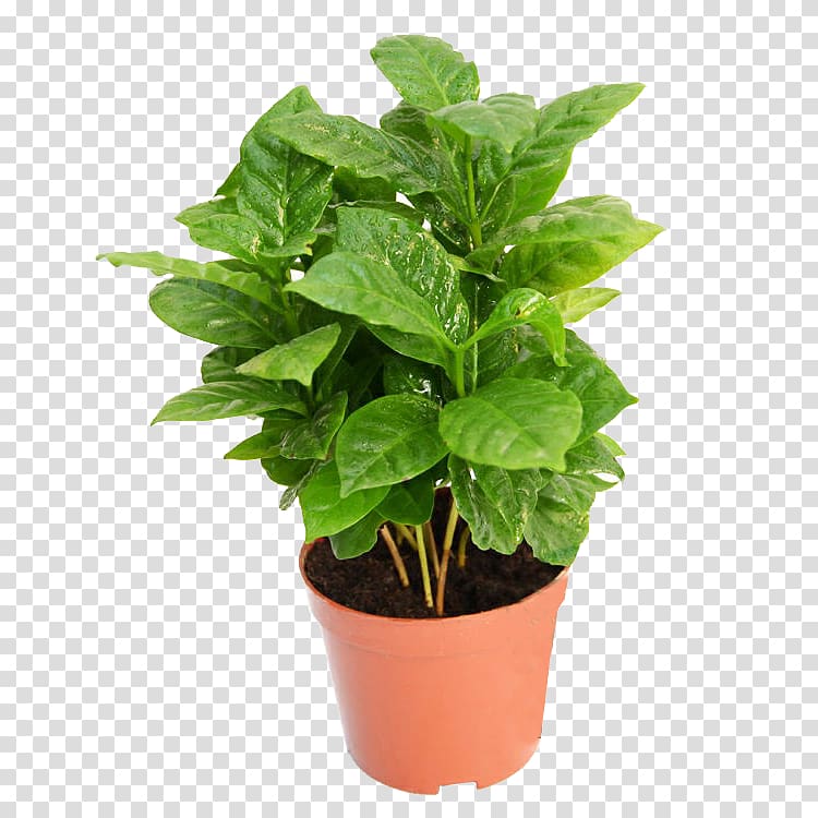 Coffee Tree Coffea Plant, A pot of coffee tree plant material transparent background PNG clipart