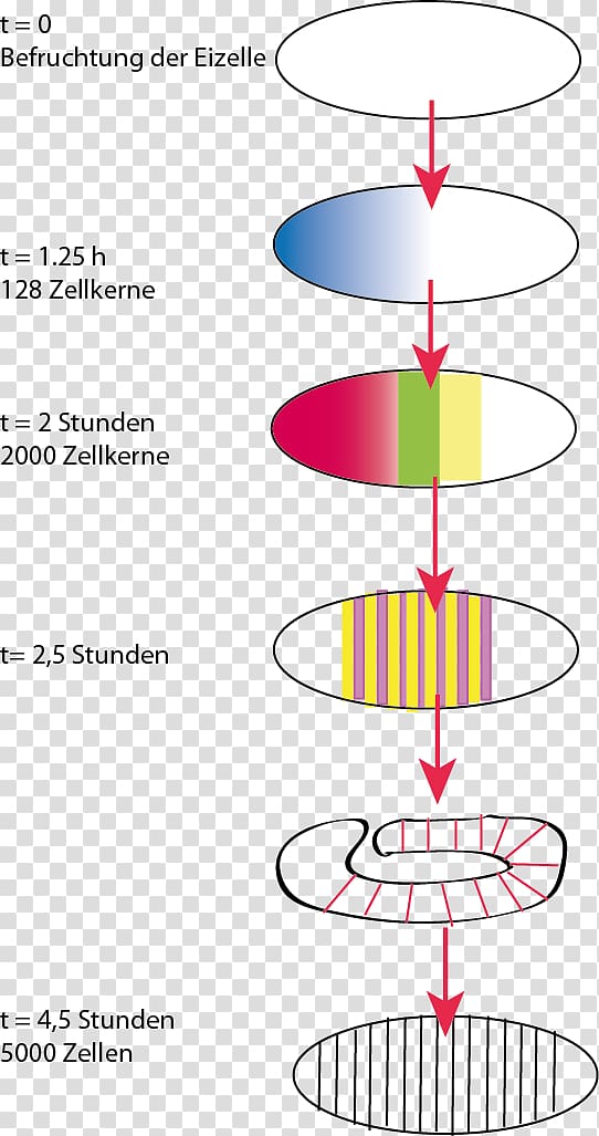 Gene Common fruit fly Protein biosynthesis DNA, drosophila transparent background PNG clipart