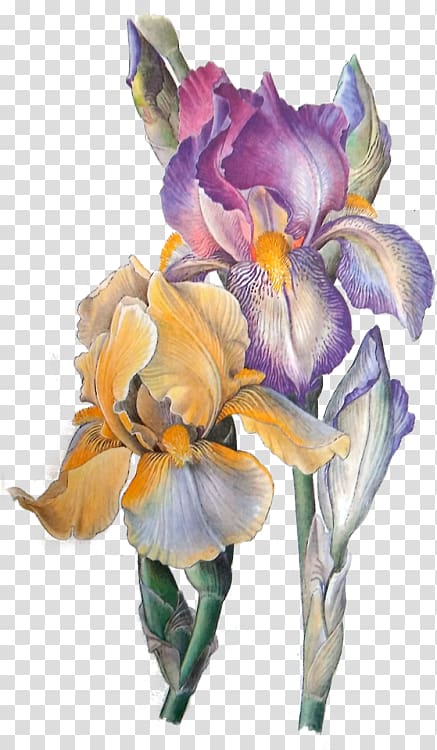 Orris root Iris Flower Eye Art, flower transparent background PNG clipart