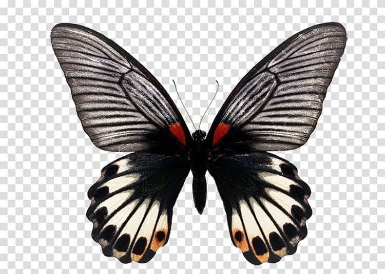 Ulysses butterfly Papilio polymnestor Birdwing , butterfly transparent background PNG clipart
