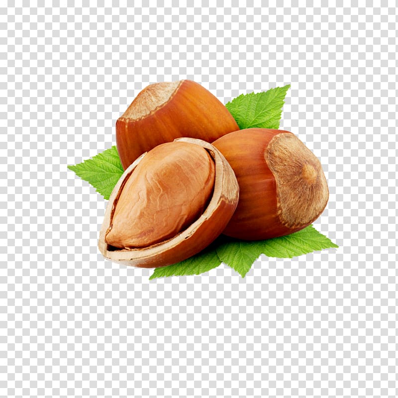 three hazelnuts , Common hazel Hazelnut Nut roast Vegetarian cuisine Chestnut, Apricots transparent background PNG clipart