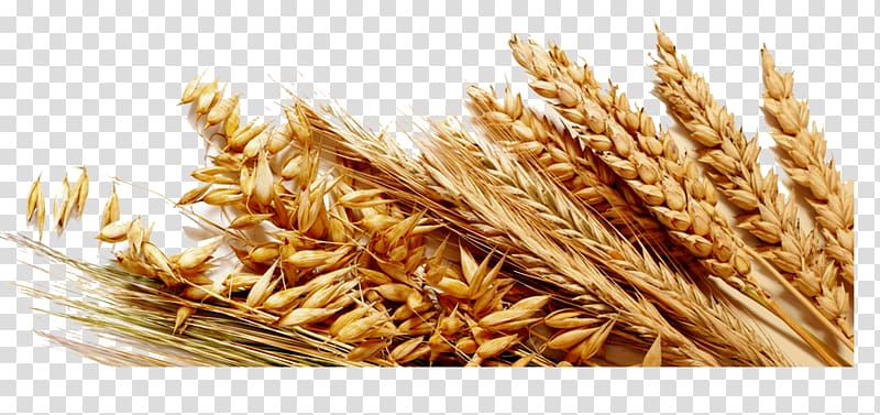 graph of wheat, Common wheat Cereal Ingredient Gluten Bread, wheat transparent background PNG clipart