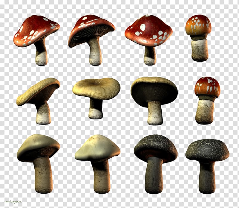 Edible mushroom, design transparent background PNG clipart