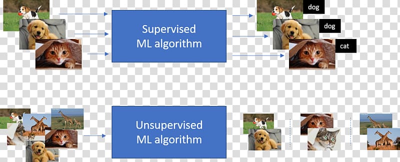 Machine learning Unsupervised learning Algorithm, Dog transparent background PNG clipart