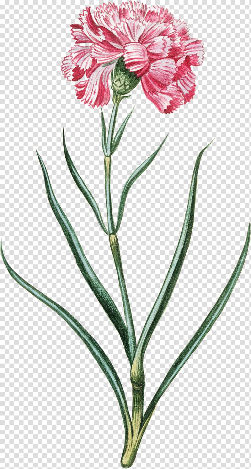 Carnation Pink flowers Botany Cut flowers, flower transparent background PNG clipart