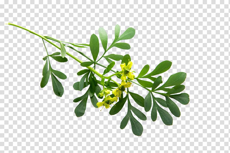 Medicinal plants Rue Leaf Branch, plant transparent background PNG clipart