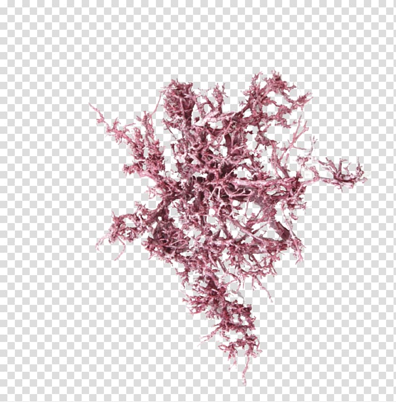 Pink M, dry tree transparent background PNG clipart