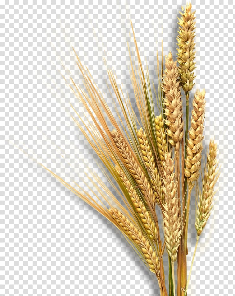 Emmer Landscape Equita Ranch Sprouted wheat Nature, Wheat cartoon transparent background PNG clipart