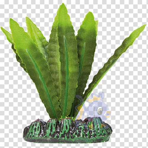 Planta para acuario de agua dulce Aquarium Silk Echinodorus, plant transparent background PNG clipart