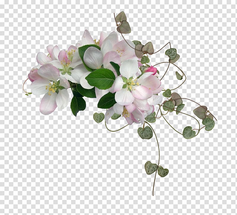 Desktop , cherry tree transparent background PNG clipart