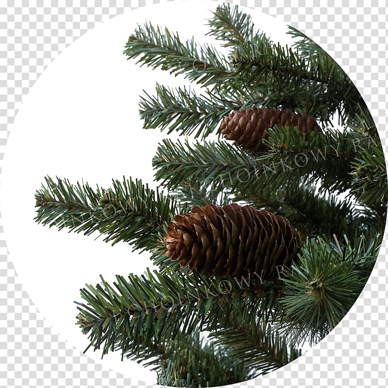 Fir Spruce Pine Christmas ornament Conifer cone, Raj transparent background PNG clipart