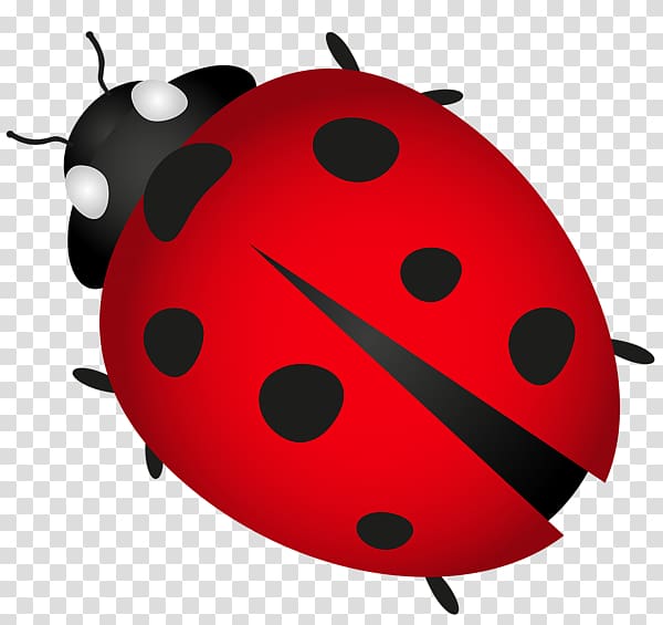 Ladybird beetle , beetle transparent background PNG clipart