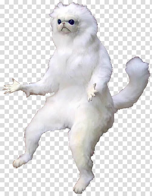 Persian Cat Kitten Breed Meme Hotel Kitten Transparent Background