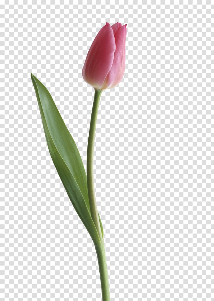 Tulipa gesneriana , Tulip transparent background PNG clipart