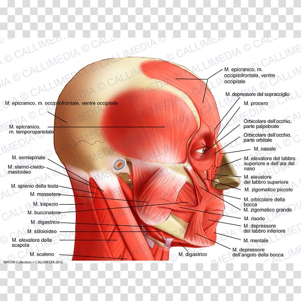 Temporoparietalis muscle Head and neck anatomy Lateral rectus muscle, Gamba transparent background PNG clipart