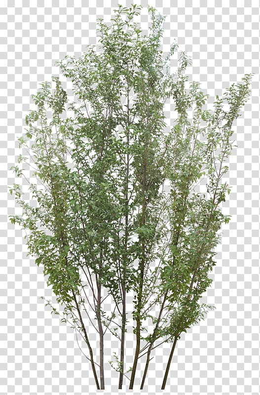 Tree Scape Raster graphics, arboles transparent background PNG clipart