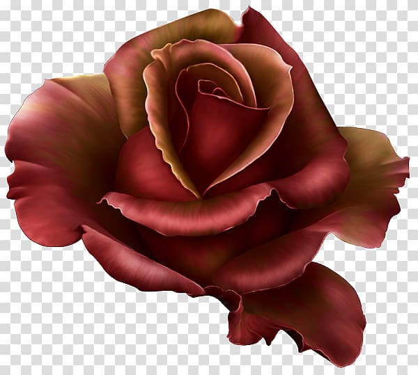 Rose Cdr , Dark red roses transparent background PNG clipart