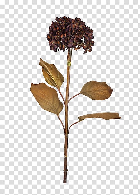 Brown petaled flower , Flower Vecteur Button, Dry flower deduction