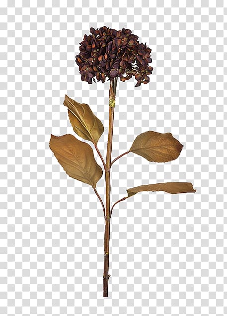 brown flower aesthetic