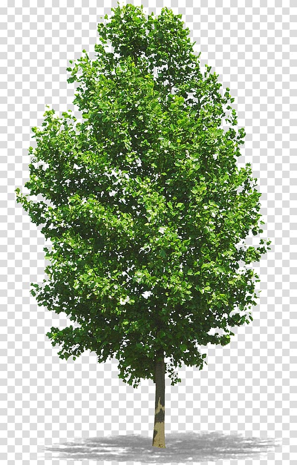 tall trees transparent background PNG clipart