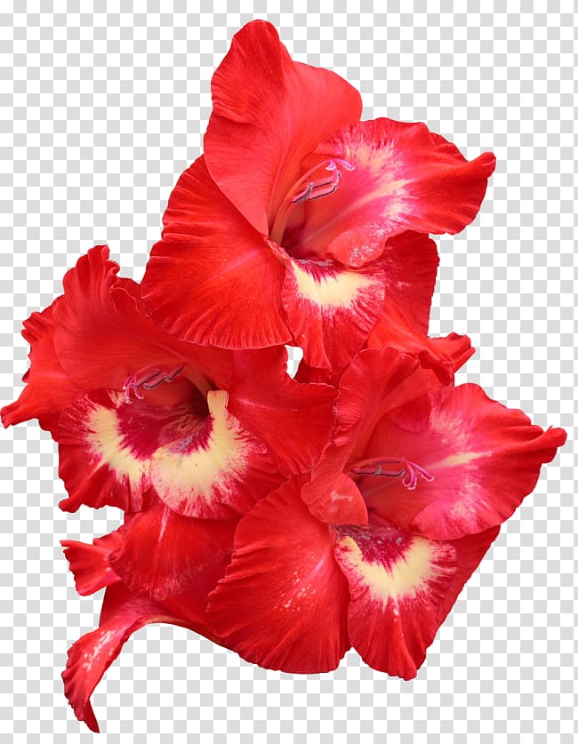 Gladiolus Red Flower Bulb Yellow, gladiolus transparent background PNG clipart