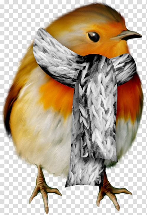Christmas European robin Bird , christmas transparent background PNG clipart