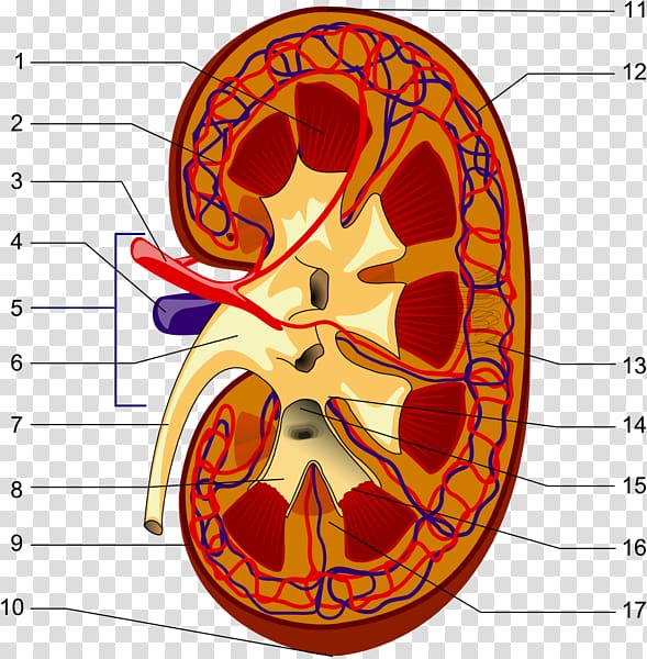 The Excretory System Kidney Excretion Endocrine system, kidney transparent background PNG clipart