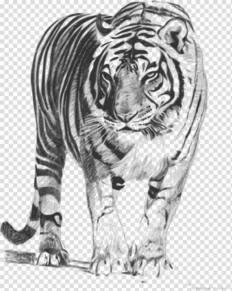 Bengal tiger Sumatran tiger Drawing , Strong tiger transparent background PNG clipart