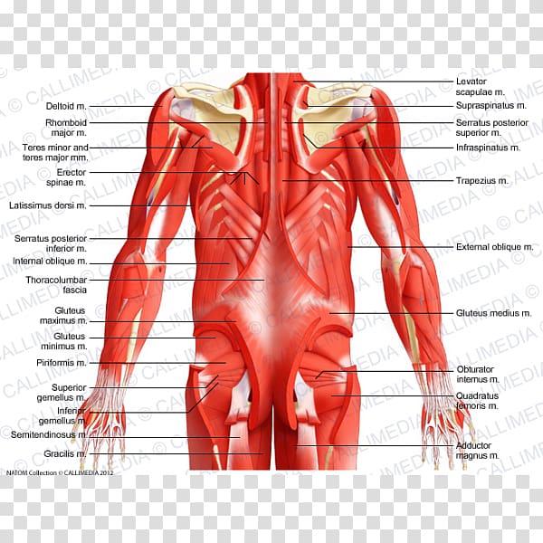 Abdomen Rectus abdominis muscle Thorax Coronal plane, Latissimus dorsi transparent background PNG clipart