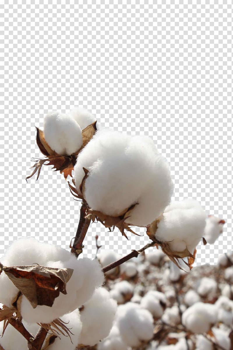 white cotton, Sea Island cotton Sateen Bt cotton Seed, Cotton Plant transparent background PNG clipart