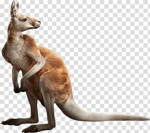 kangaroo transparent background PNG clipart