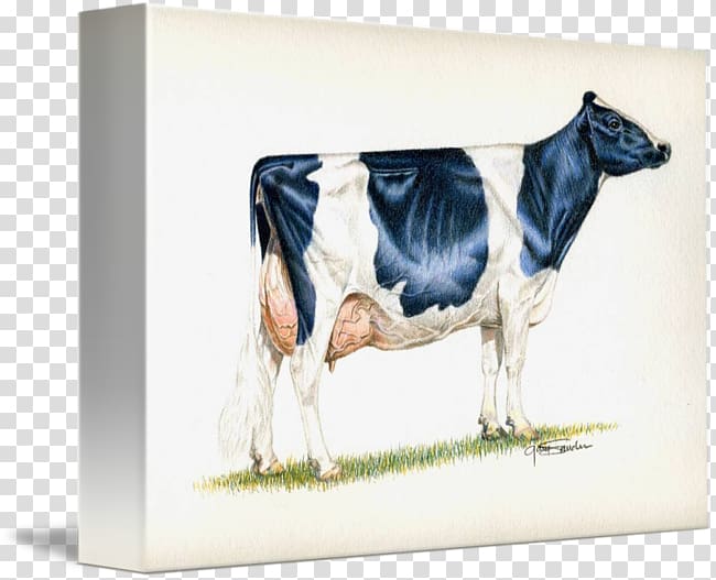 Dairy cattle Holstein Friesian cattle Guernsey cattle Milk Highland cattle, milk transparent background PNG clipart